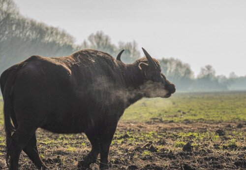 Water Buffalo Reserve, Kápolnapuszta
