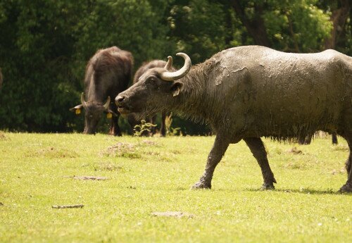 Water Buffalo Reserve, Kápolnapuszta