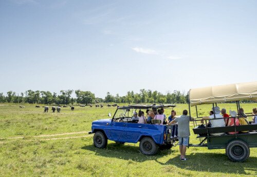 Water Buffalo Reserve, Kápolnapuszta