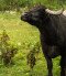 Water Buffalo Reserve, Kápolnapuszta