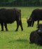 Water Buffalo Reserve, Kápolnapuszta