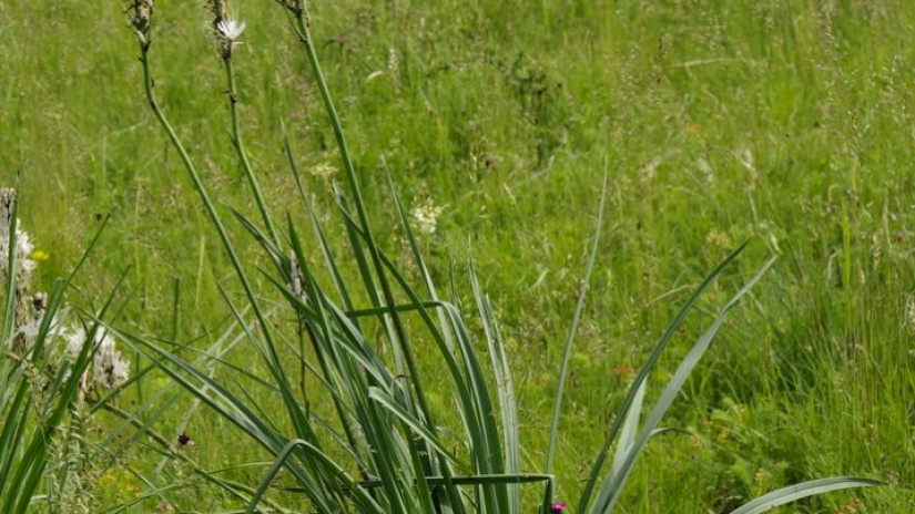Weiße Affodill (Asphodelus albus)