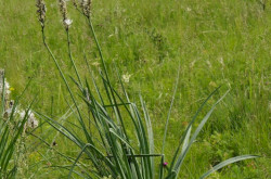 Weiße Affodill (Asphodelus albus)