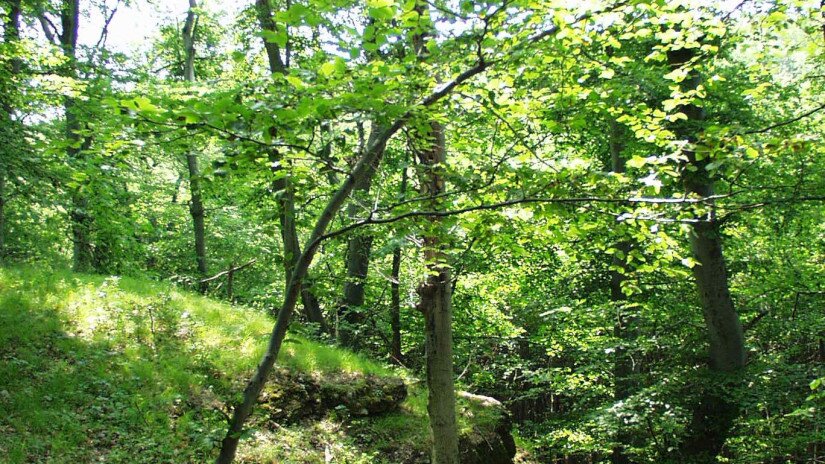 Weisse Steine, Sümeg