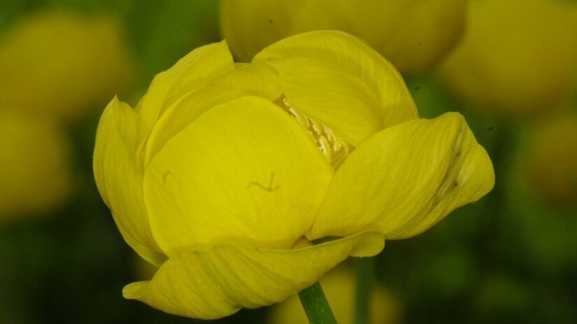 Zergeboglár (Trollius europaeus)