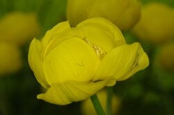 Zergeboglár (Trollius europaeus)