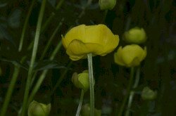 Zergeboglár (Trollius europaeus)