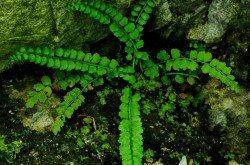 Zöld fodorka (Asplenium viride)