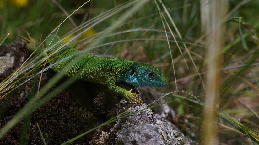 Zöld gyík (Lacerta viridis)