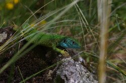 Zöld gyík (Lacerta viridis)