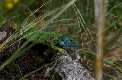 Zöld gyík (Lacerta viridis)