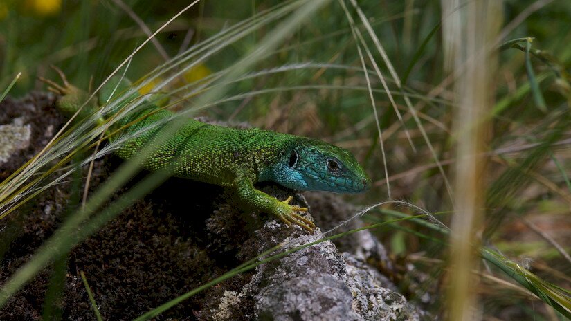 Zöld gyík (Lacerta viridis)