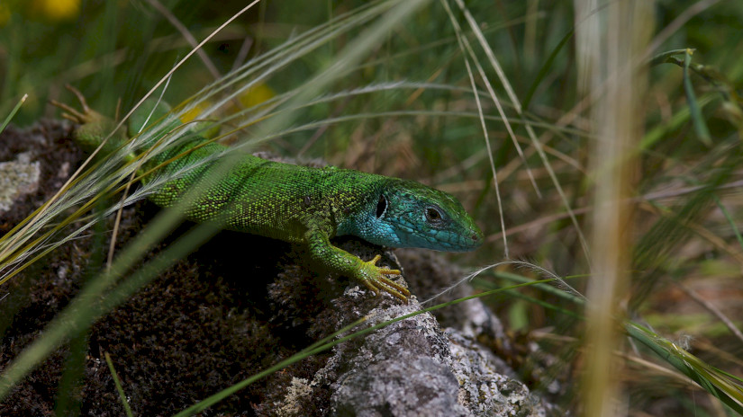 Zöld gyík (Lacerta viridis)