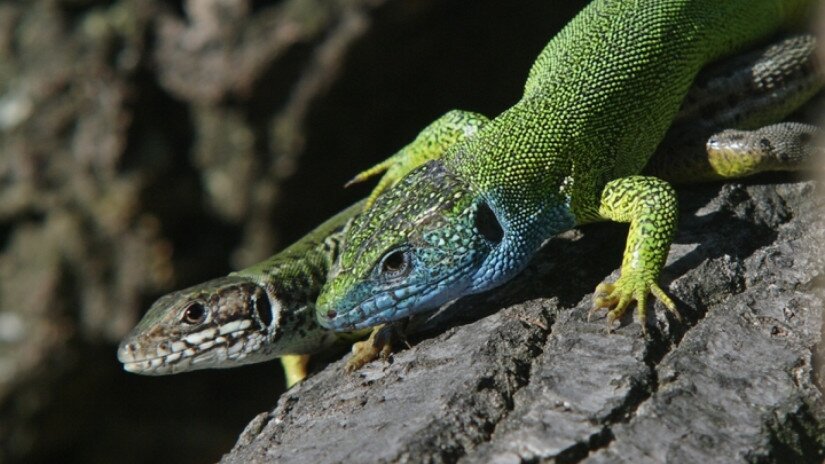 Zöld gyík (Lacerta viridis)