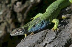 Zöld gyík (Lacerta viridis)