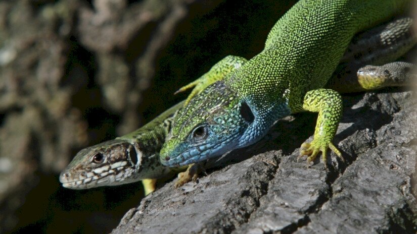 Zöld gyík (Lacerta viridis)