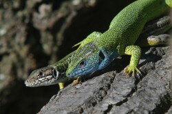 Zöld gyík (Lacerta viridis)