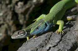Zöld gyík (Lacerta viridis)