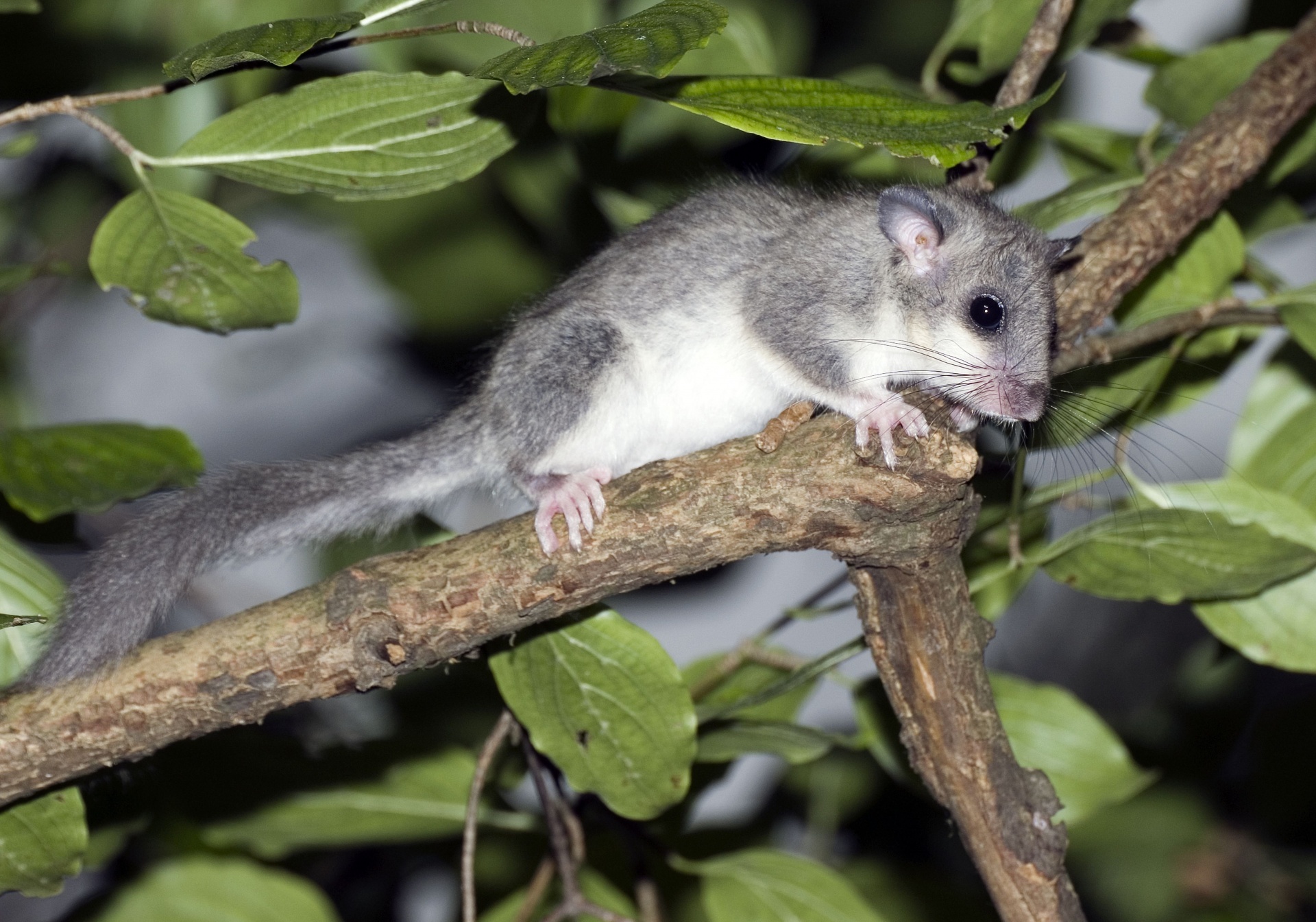 Edible Dormouse | Photo: József Vers